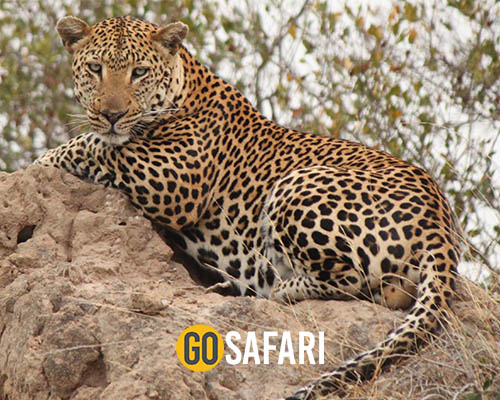Leopard